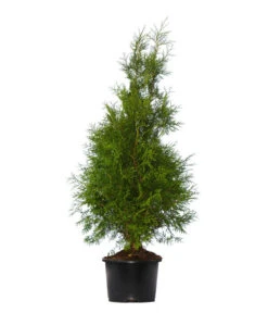 3 Meter Lebensbaum 'Brabant', 6 X Ca. 150-175 Cm -Biohort Verkaufsgeschäft 7512700 WE FS 002 LebensbaumBrabantThujaOccidentalis3Meter