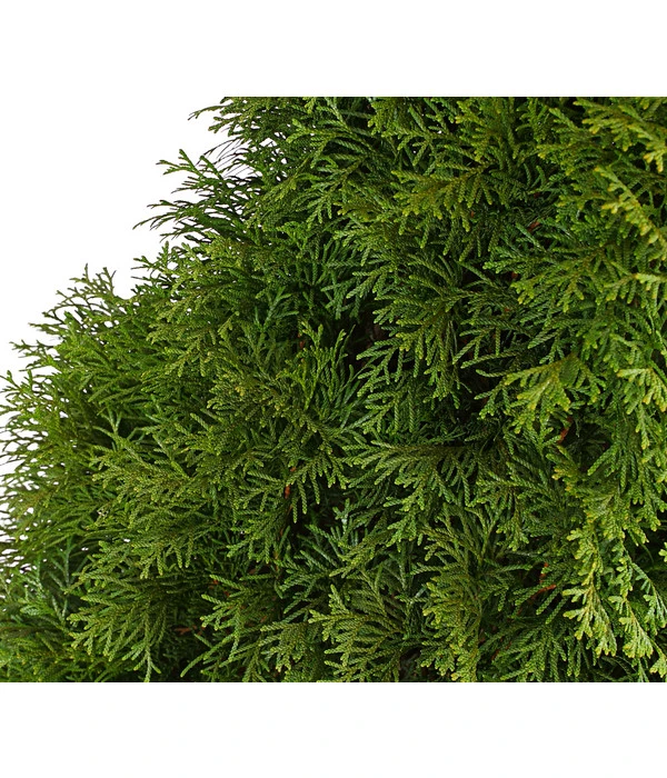 6 Meter Lebensbaum 'Smaragd', 12 X Ca. 140-160 Cm 5 6 Meter Lebensbaum 'Smaragd', 12 X Ca. 140-160 Cm – Bild 4