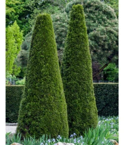 Lebensbaum 'Smaragd' -Biohort Verkaufsgeschäft 7513534 WE MO 002 ThujaSmaragdFormschnitt