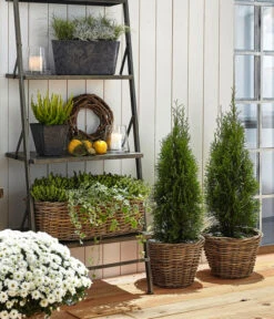 Lebensbaum 'Smaragd' -Biohort Verkaufsgeschäft 7513757 7516768 WE MO 001 ThujaSmaragd