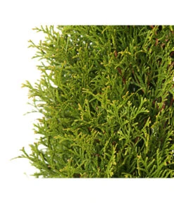 24 Meter Lebensbaum 'Smaragd', 80 X Ca. 60-80 Cm -Biohort Verkaufsgeschäft 7513757 PR DE 001 LebensbaumThujaOccidentalisSmaragd3LDehnerExpressHerzig