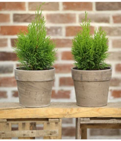 Lebensbaum 'Smaragd' -Biohort Verkaufsgeschäft 7513823 PR MO 001 LebensbaumThujaSmaragd13cmDehnerExpressHerzig