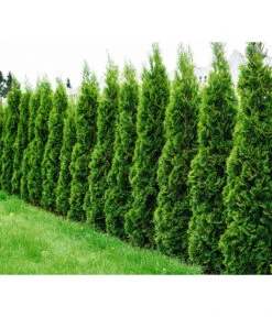 Lebensbaum 'Smaragd' -Biohort Verkaufsgeschäft 7513922 WE MO 001 LebensbaumSmaragdThujaFotolia 64537582