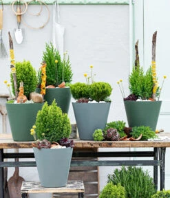 Trommelschlägel 'Golf Beauty' -Biohort Verkaufsgeschäft 7517402 WE MO 001 Koniferen