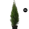 12 Meter Lebensbaum 'Smaragd', 30 X Ca. 100-125 Cm -Biohort Verkaufsgeschäft 7517600 WE FS 002 ThujaSmaragd30x10L