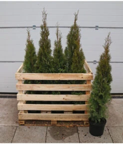 12 Meter Lebensbaum 'Smaragd', 30 X Ca. 100-125 Cm -Biohort Verkaufsgeschäft 7517600 WE FS 002 ThujaSmaragdC10