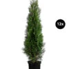 6 Meter Lebensbaum 'Smaragd', 12 X Ca. 140-160 Cm -Biohort Verkaufsgeschäft 7517618 WE FS 002 ThujaSmaragd23L12x