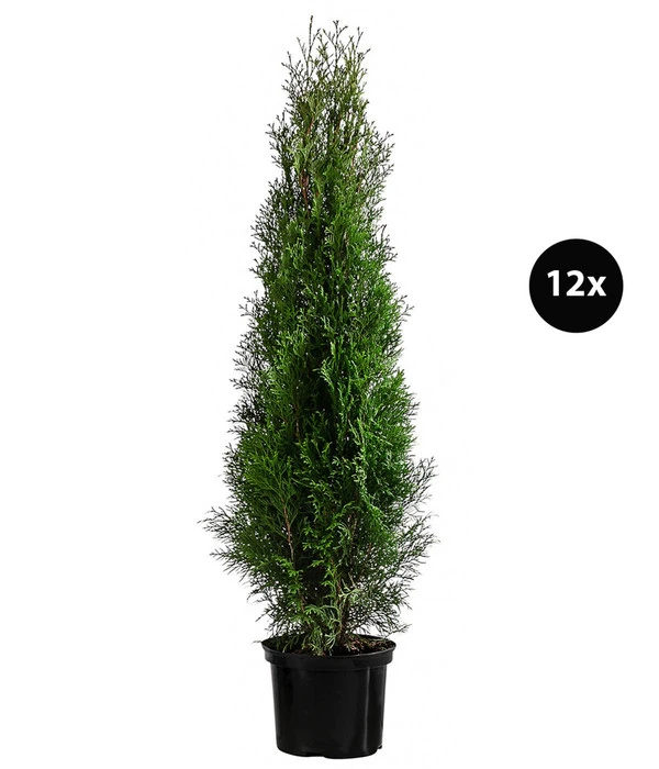 6 Meter Lebensbaum 'Smaragd', 12 X Ca. 140-160 Cm 2 6 Meter Lebensbaum 'Smaragd', 12 X Ca. 140-160 Cm