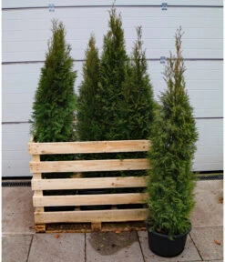 6 Meter Lebensbaum 'Smaragd', 12 X Ca. 140-160 Cm 7 6 Meter Lebensbaum 'Smaragd', 12 X Ca. 140-160 Cm -Biohort Verkaufsgeschäft 7517618 WE FS 002 ThujaSmaragdC23