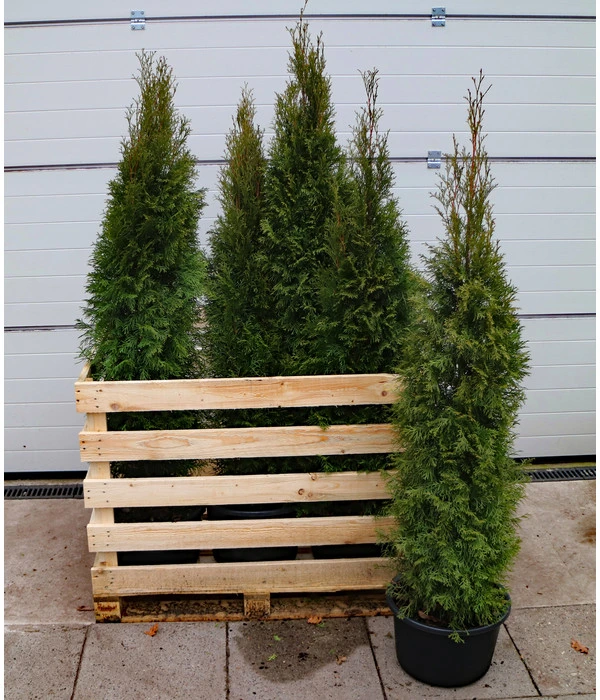 6 Meter Lebensbaum 'Smaragd', 12 X Ca. 140-160 Cm 4 6 Meter Lebensbaum 'Smaragd', 12 X Ca. 140-160 Cm – Bild 3