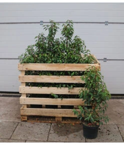 15 Meter Portugiesischer Kirschlorbeer 'Angustifolia', 40 X Ca. 80-100 Cm 7 15 Meter Portugiesischer Kirschlorbeer 'Angustifolia', 40 X Ca. 80-100 Cm -Biohort Verkaufsgeschäft 7517626 WE FS 002 PrunuslusitanicaC7 5