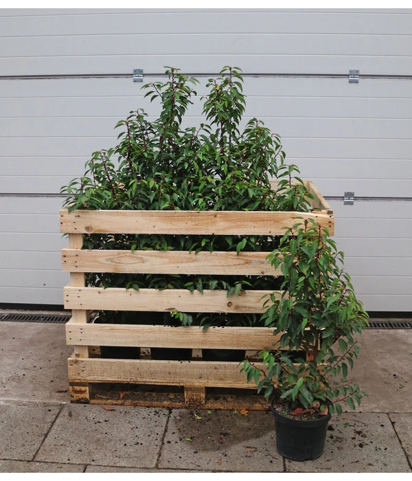 15 Meter Portugiesischer Kirschlorbeer 'Angustifolia', 40 X Ca. 80-100 Cm 5 15 Meter Portugiesischer Kirschlorbeer 'Angustifolia', 40 X Ca. 80-100 Cm – Bild 3