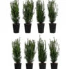 2 Meter Becher-Eibe 'Hillii', 8 X Ca. 60-70 Cm -Biohort Verkaufsgeschäft 7517790 WE FS 001 TaxusHillii2m