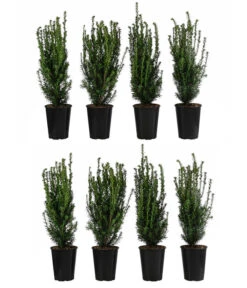 2 Meter Becher-Eibe 'Hillii', 8 X Ca. 60-70 Cm