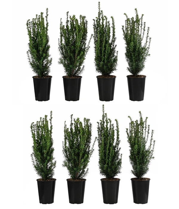 2 Meter Becher-Eibe 'Hillii', 8 X Ca. 60-70 Cm 3 2 Meter Becher-Eibe 'Hillii', 8 X Ca. 60-70 Cm