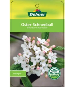 Wintergrüner Schneeball 'Burkwoodii' -Biohort Verkaufsgeschäft 7533391 OsterSchneeball Etikett 1
