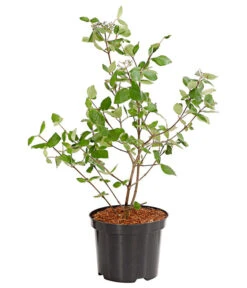 Wintergrüner Schneeball 'Burkwoodii' -Biohort Verkaufsgeschäft 7533391 WE FS 001 ViburnumBurkwoodiiImmergruenerSchneeball5LDehnerExpressHerzig