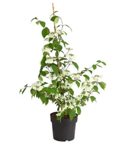 Schneeball 'Kilimandjaro Sunrise' -Biohort Verkaufsgeschäft 7533524 WE FS 001 ViburnumPlicatumImmergruenerSchneeballKilimandjaroSunrise3LDehnerExpressHerzig