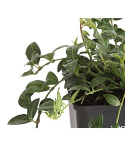 Weißes Immergrün 'Alba' -Biohort Verkaufsgeschäft 7539885 PR DE 001 VincaImmergruenMinorWeiss9CDehnerExpressHerzig