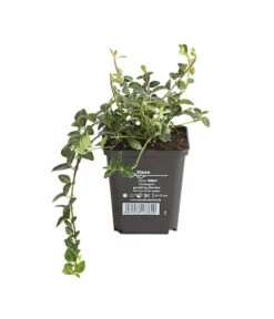 Weißes Immergrün 'Alba' -Biohort Verkaufsgeschäft 7539885 PR FS 001 VincaImmergruenMinorWeiss9CDehnerExpressHerzig