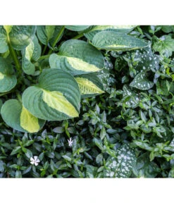 Weißes Immergrün 'Alba' -Biohort Verkaufsgeschäft 7539885 PR MO 001 VincaImmergruenWeissSchattenbeetPrivatgartenLucknerMai2017