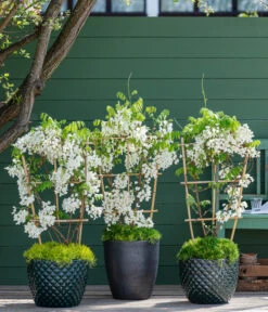 Chinesischer Blauregen -Biohort Verkaufsgeschäft 7544166 WE MO 001 WisteriaWeiss