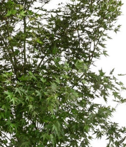 XXL Fächerahorn, Ca. 190-210 Cm -Biohort Verkaufsgeschäft 7548068 WE DE 001 AcerPalmatumAhorn