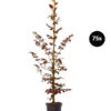 18 Meter Blutbuche 'Purpurea', 75 X Ca. 100-125 Cm -Biohort Verkaufsgeschäft 7548555 WE FS 002 BlutbuchePurpurea75x