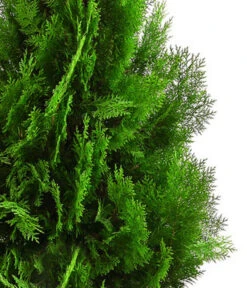 XXL Lebensbaum 'Pyramidalis Aurea', Ca. 125-150 Cm 7 XXL Lebensbaum 'Pyramidalis Aurea', Ca. 125-150 Cm -Biohort Verkaufsgeschäft 7550759 WE DE 001 ThujaPyramidalisXXL