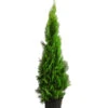 XXL Lebensbaum 'Pyramidalis Aurea', Ca. 125-150 Cm