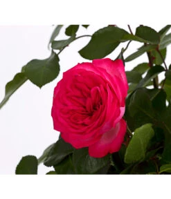 Kletterrosen, Verschiedene Sorten -Biohort Verkaufsgeschäft 7800071 PR DE 001 RosenInSortenKletter7LiterKletterroseAntikeDehnerExpressHerzig