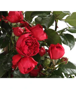 Kletterrosen, Verschiedene Sorten -Biohort Verkaufsgeschäft 7800071 PR DE 001 RosenInSortenKletter7LiterKletterroseFlorentinaDehnerExpressHerzig