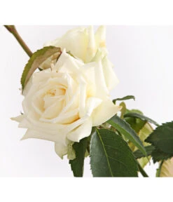 Kletterrosen, Verschiedene Sorten -Biohort Verkaufsgeschäft 7800071 PR DE 001 RosenInSortenKletter7LiterKletterroseIlseKrohnDehnerExpressHerzig