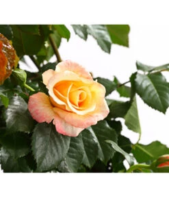 Kletterrosen, Verschiedene Sorten -Biohort Verkaufsgeschäft 7800071 PR DE 001 RosenInSortenKletter7LiterKletterroseMoonlightDehnerExpressHerzig