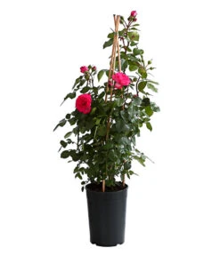 Kletterrosen, Verschiedene Sorten -Biohort Verkaufsgeschäft 7800071 PR FS 001 RosenInSortenKletter7LiterKletterroseAntikeDehnerExpressHerzig