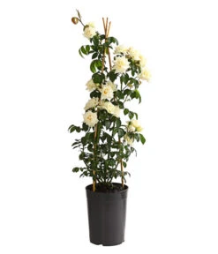 Kletterrosen, Verschiedene Sorten -Biohort Verkaufsgeschäft 7800071 PR FS 001 RosenInSortenKletter7LiterKletterroseIlseKrohnDehnerExpressHerzig