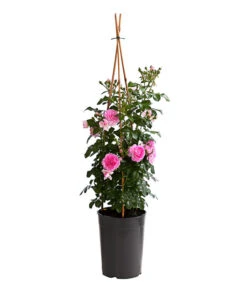 Kletterrosen, Verschiedene Sorten -Biohort Verkaufsgeschäft 7800071 PR FS 001 RosenInSortenKletter7LiterKletterroseJasminaDehnerExpressHerzig