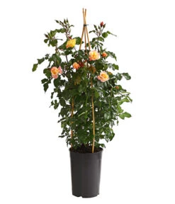 Kletterrosen, Verschiedene Sorten -Biohort Verkaufsgeschäft 7800071 PR FS 001 RosenInSortenKletter7LiterKletterroseMoonlightDehnerExpressHerzig