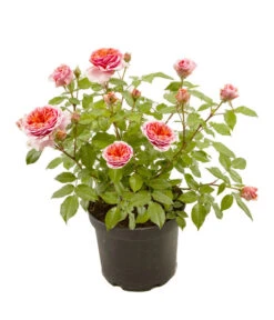 Duftrosen, Verschiedene Sorten -Biohort Verkaufsgeschäft 7800782 WE FS 003 DuftrosenSorten5l