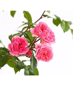 COURTYARD® Kletterrosen -Biohort Verkaufsgeschäft 7801251 PR DE 001 KletterroseUrtyard5LiterRosaPirouetteDehnerExpressHerzig