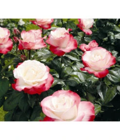 Edelrose 'Nostalgie®' -Biohort Verkaufsgeschäft 7801541 PR DE 001 EdelroseNostalgieTantauRet