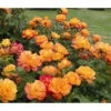 Strauchrose 'Sahara®' -Biohort Verkaufsgeschäft 7803273 WE DE 002 StrauchroseSaharaTantauGoldgelbBronzerotRet