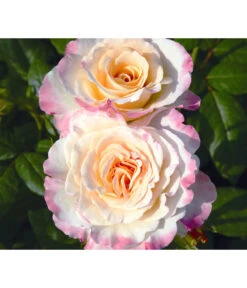 Edelrose 'Aquarell®' -Biohort Verkaufsgeschäft 7803349 WE DE 002 NostalgieEdelroseAquarellTantauGelbKirschrotRet