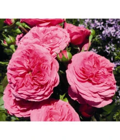 Beetrose 'Baronesse®'