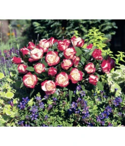 Nostalgie®-Edelrose Rosenromantik, 3er-Set -Biohort Verkaufsgeschäft 7803513 WE DE 001 NostalgieEdelroseTantauCremeweissKirschRet 1