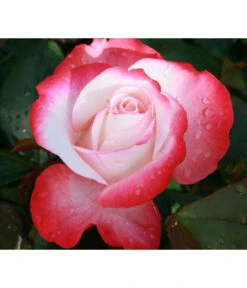 Nostalgie®-Edelrose Rosenromantik, 3er-Set -Biohort Verkaufsgeschäft 7803513 WE DE 002 NostalgieEdelroseTantauCremeweissKirschRet 1