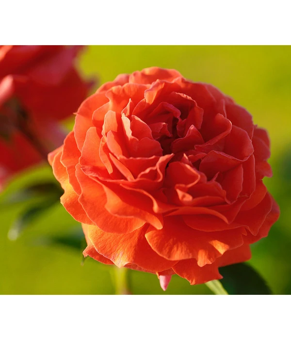 Kletterrose 'Naranga®' 3 Kletterrose 'Naranga®'