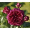Nostalgie®-Edelrose 'Marietta®' Gartenliebe, 3er-Set -Biohort Verkaufsgeschäft 7803844 PR DE 001 MariettaTantau