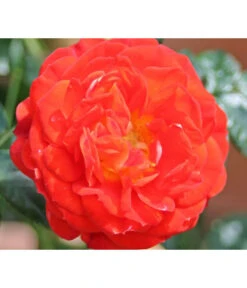 Zwerg-Kletterrose 'Starlet® Carmen®' -Biohort Verkaufsgeschäft 7803885 PR DE 001 StarletRoseCarmenTantau