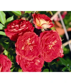 Zwerg-Kletterrose 'Starlet® Carmen®' -Biohort Verkaufsgeschäft 7803885 PR DE 002 StarletRoseCarmenTantau